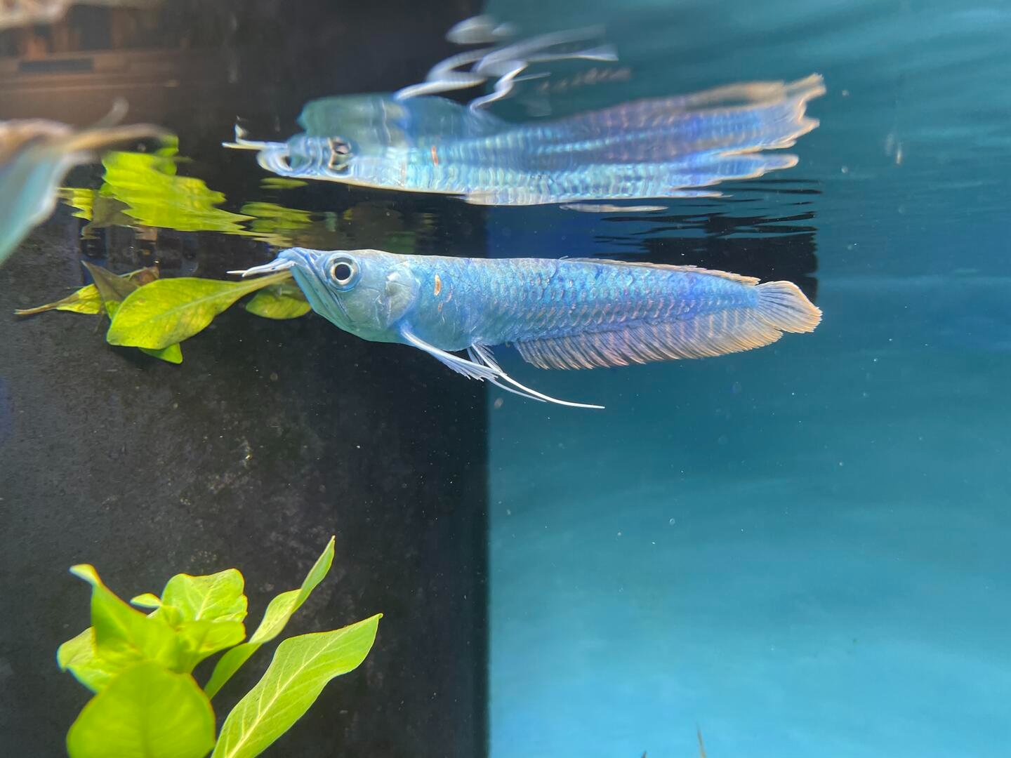 blueberry silver arowana