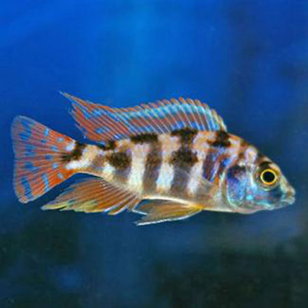 super vc10 cichlid