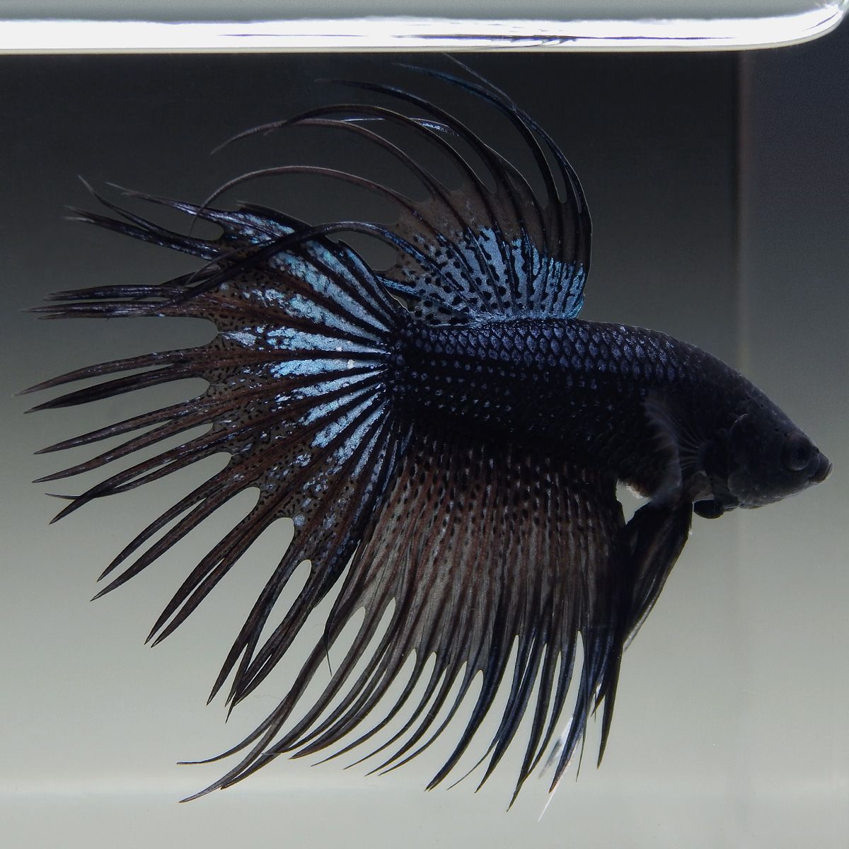 black orchid crowntail betta