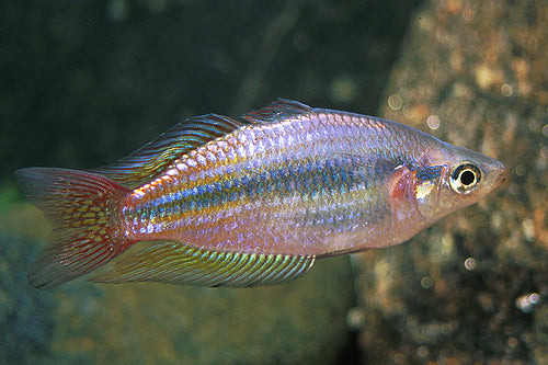 real rainbow fish