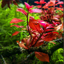 Ludwigia 'Super Red Mini' Nav Image 3