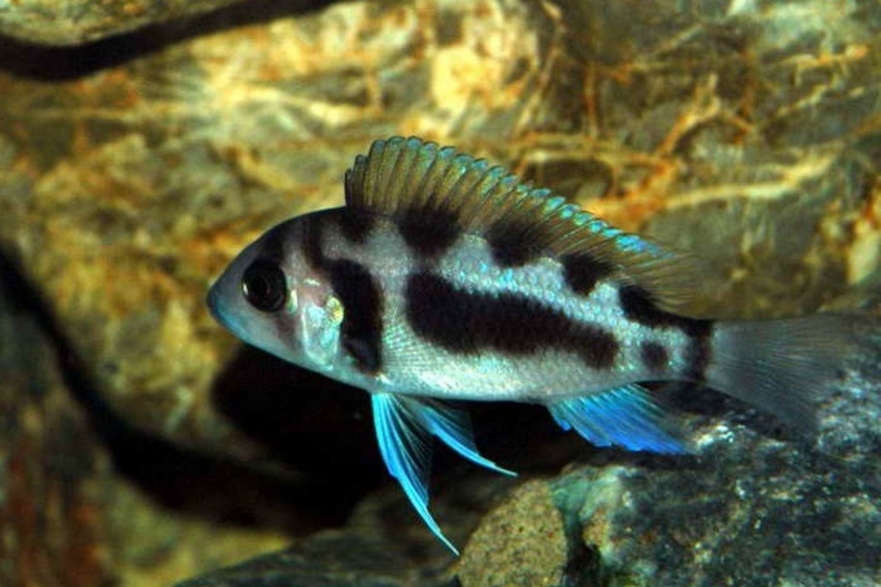 Фронтоза (Cyphotilapia Frontosa)