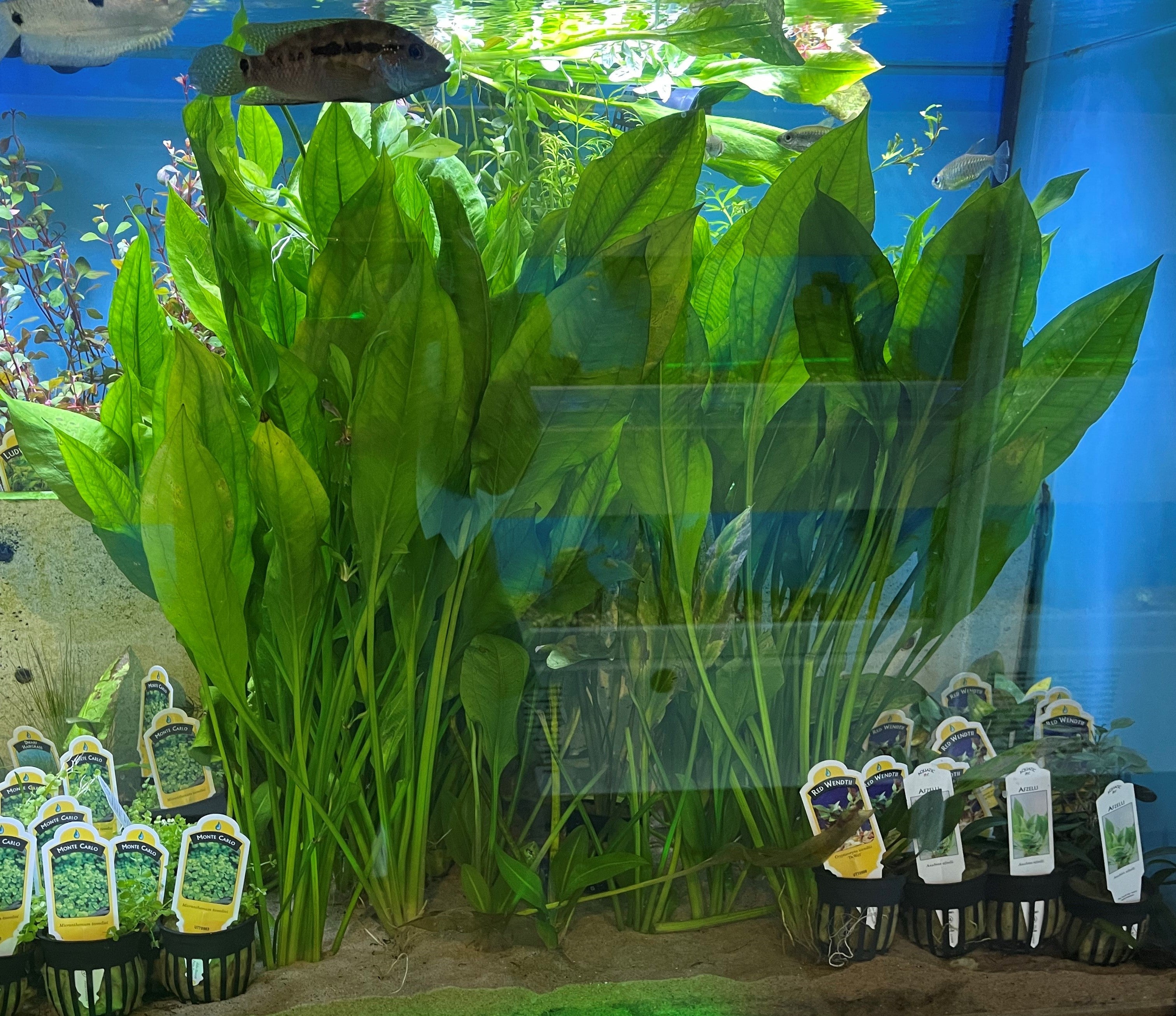 Sword (Echinodorus icus) - Easy Green Live Aquarium Plant For  Sale at H2O Plants