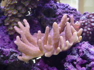 devils finger coral