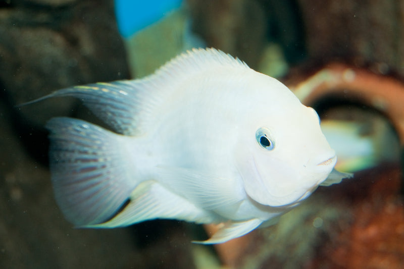 snow parrot cichlid