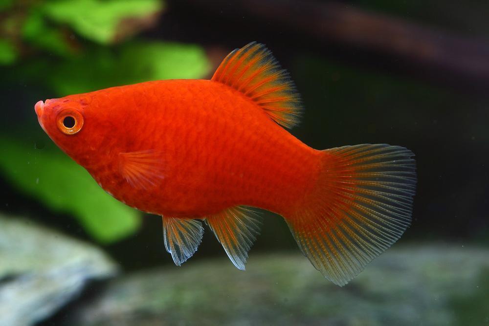 Dwarf Red Coral Platy | The Fish Room