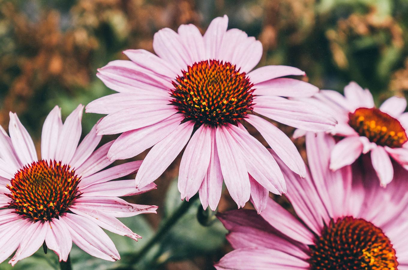 NABAN Echinacea