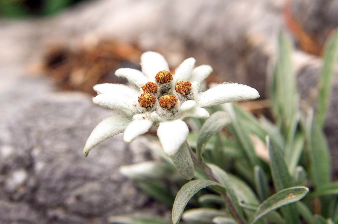 NABAN Edelweiss