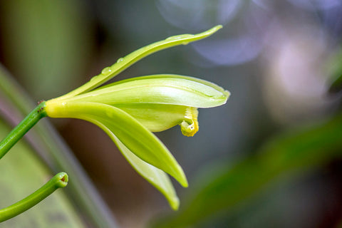 Vanilla Planifolia