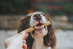 hand feeding a dog a treat