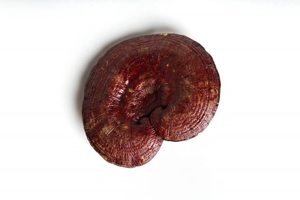 Reishi mushroom