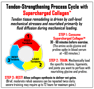 PhysiVantage Tendon Training Process Cycle Supercharged Collagen for Athletes