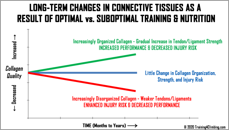 collagen changes as a result of training and nutrition