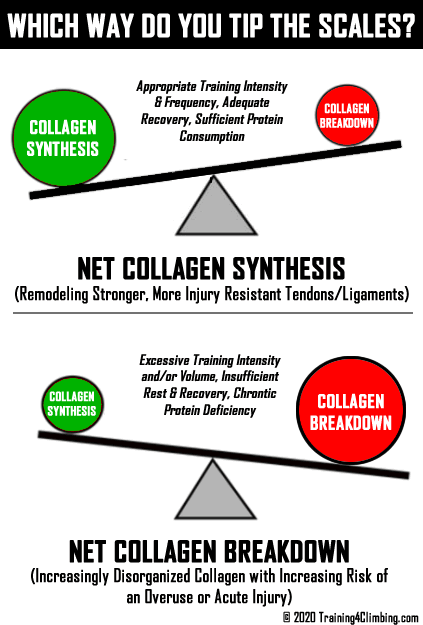 collagen synthesis