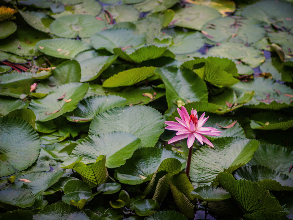 Lotus Flower Quotes To Inspire Growth New Beginnings Healing Brave