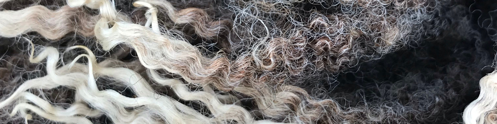 shetland sheep wool