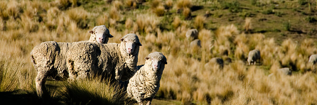 mulesingfree merino wool