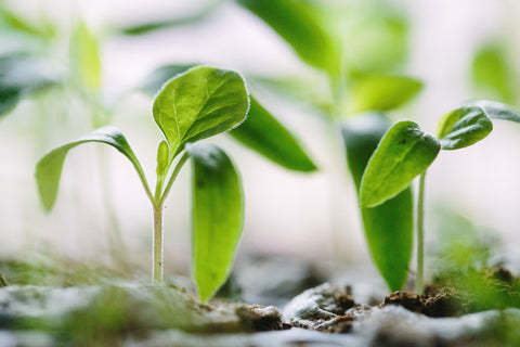 Eco Wellness - Small Seedlings Growing in Soil