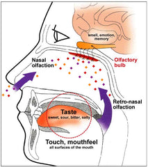 Nasal Olfaction Source  Enology Interantional.