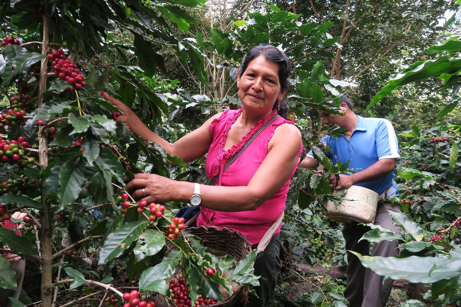 people picking coffee beans