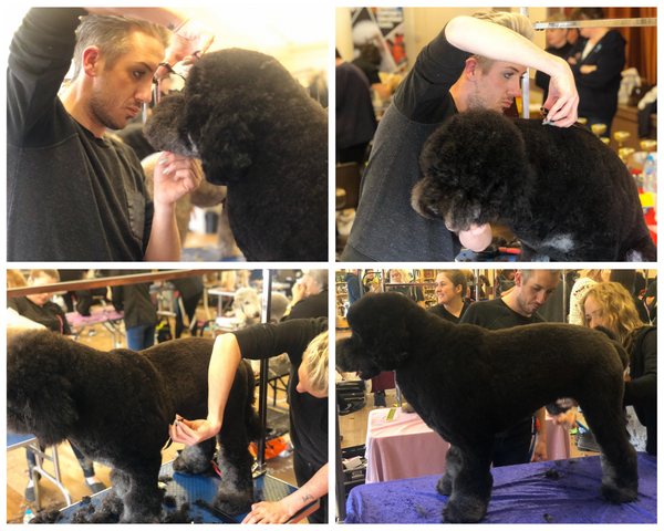 Award Winning Grooming Bone Idol Brighton