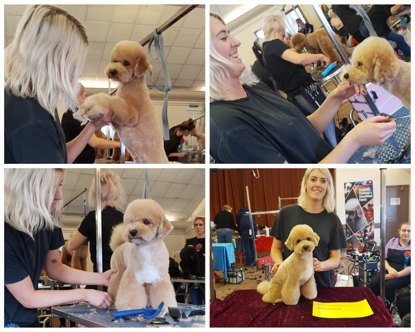 Bone Idol Award Winning Grooming Brighton Poochon