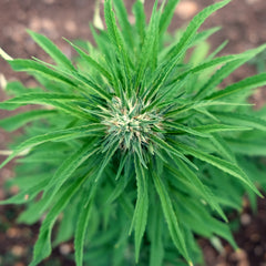 terre di cannabis