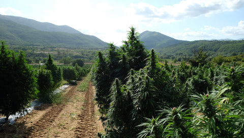 terre di cannabis