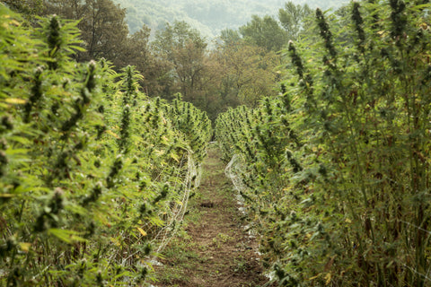 terre di cannabis