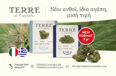 terre di cannabis