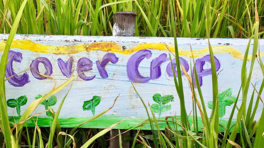 Cover Crop, Edible Schoolyard