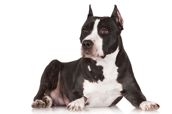 American Staffordshire Terrier AKC photo credit