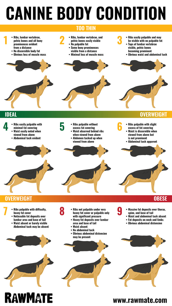 Canine Body Condition Score Chart is your dog obese?