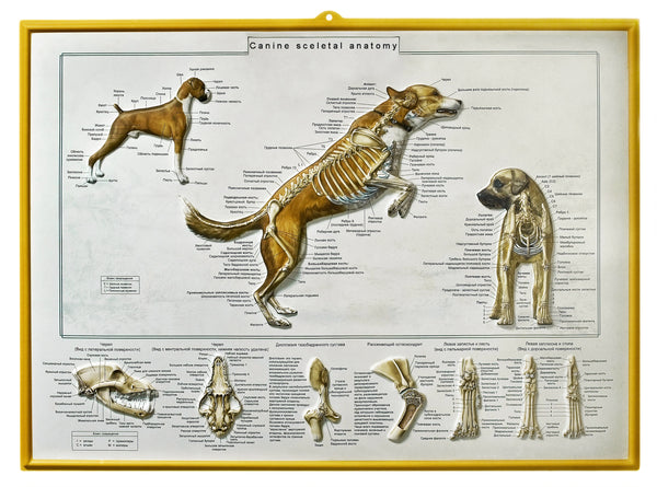 Canine Skeletal Chart in Russian