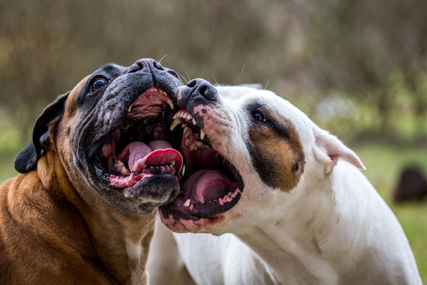 2 dogs fighting. A classic case of animal abuse produced for the rawmate blog