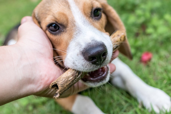 Dog holding a stick with big whiskers