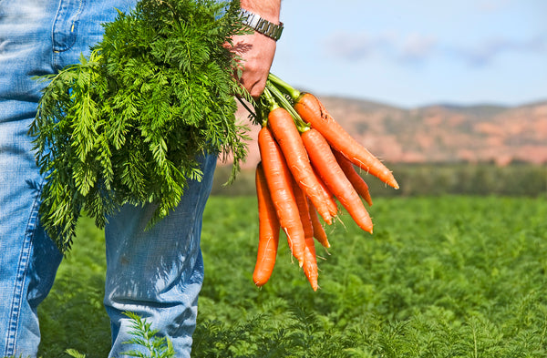 farmer holding a bunch of freshly harvested organic carrots with dirt still on them