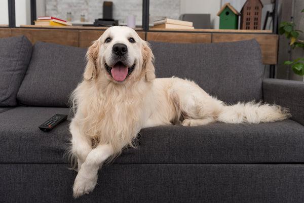 golden retriever on couch in air conditioning watching netflix for Rawmate Australia