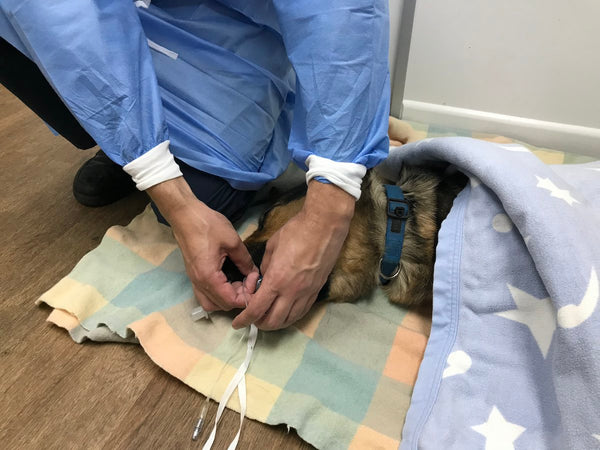 Karma recovering from spey post surgery 2018 with Dr Ben The House Call Vet