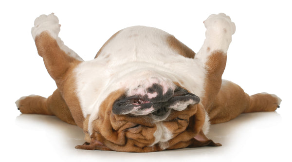 a tan and white english bulldog lying on his back fast asleep