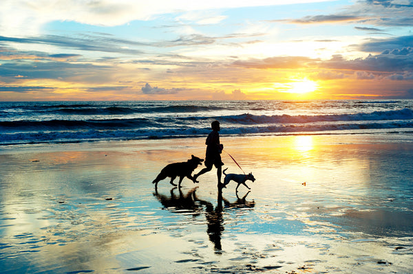 Man running with German shepherd on the beach at sunset for Rawmate Australia