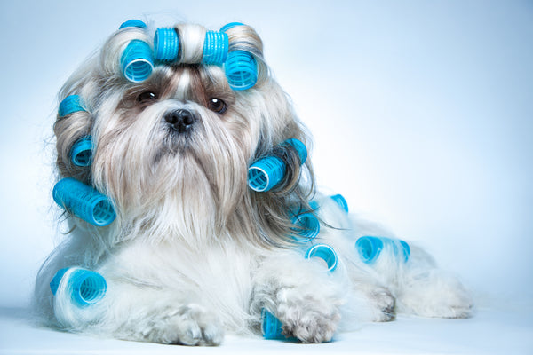 Blond Silky Terrier with blue curling rollers in her hair