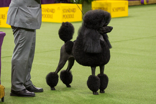 Standard Poodle Photo Credit Dogster