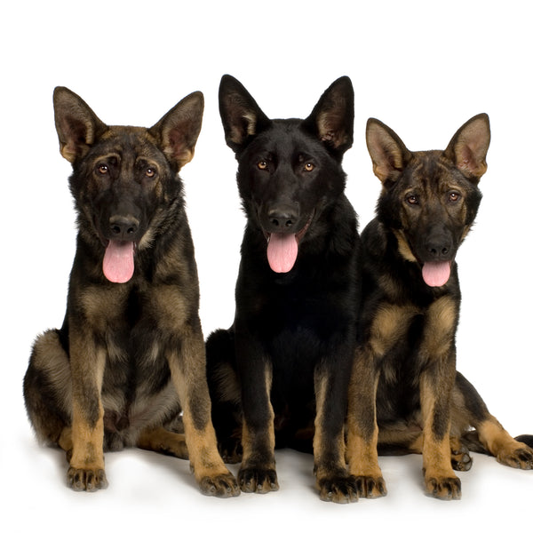 Working Line German Shepherd Puppies Future Police Dog Potentials sable in colour x3