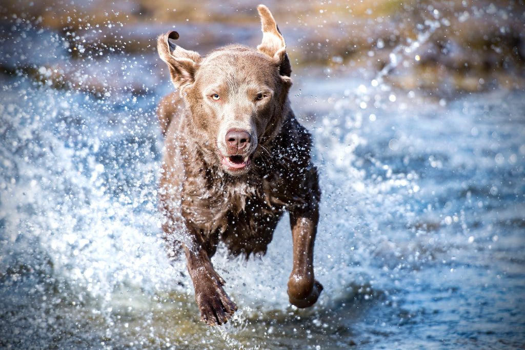 fit active dog running through water rawmate