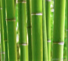 bamboo pulp