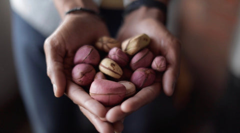 A hand full of kolanuts