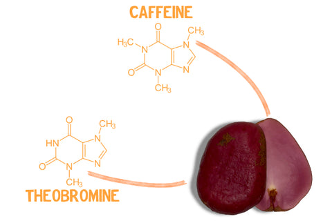 bissy-kolanut-caffeine-theobromine