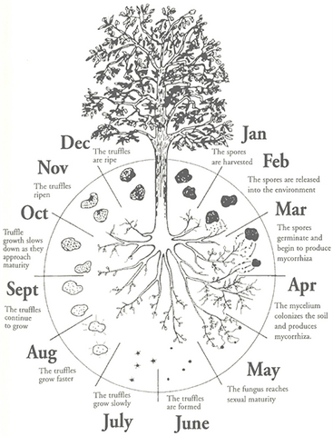 How to Grow Truffles  How to Care for Truffle Trees – Tree2mydoor