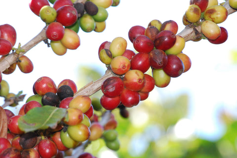 Coffee Cherrries on the Tree